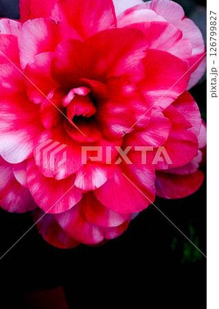 ののいち椿館のツバキ ののいち椿館のツバキ 126799827