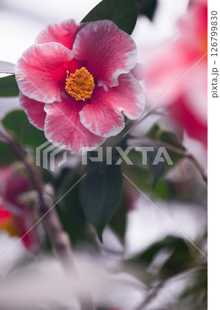 ののいち椿館のツバキ ののいち椿館のツバキ 126799830