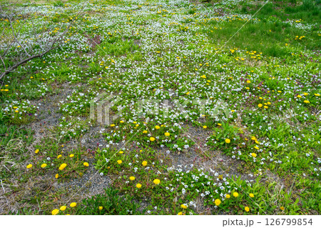 草原の花畑 126799854