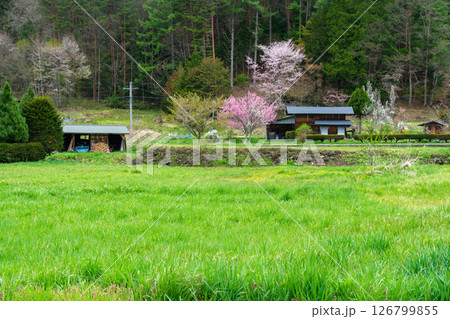 山村の花桃 126799855