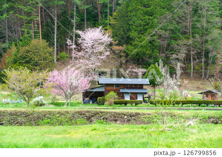 山里の花桃 126799856