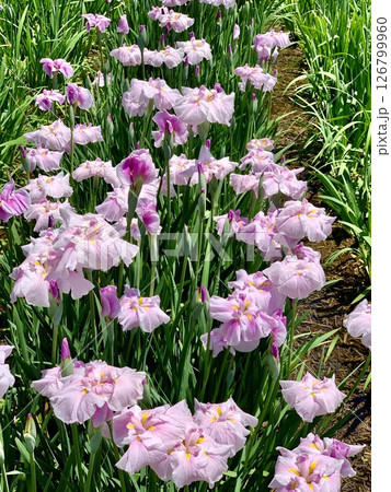 春の日差しを浴びて輝く満開の花菖蒲(ピンク)〈東公園花菖蒲園/愛知県岡崎市〉 126799960