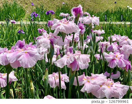 見頃を迎えたピンクの花菖蒲〈東公園花菖蒲園/愛知県岡崎市〉 126799961