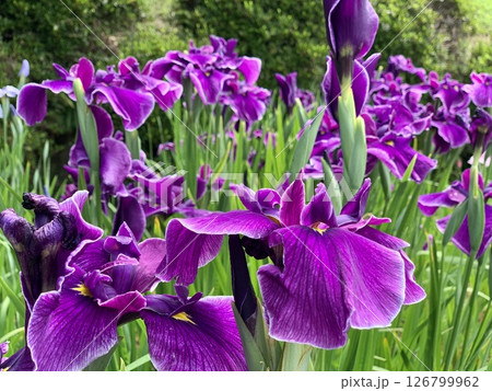 満開の花菖蒲(紫色)〈東公園花菖蒲園/愛知県岡崎市〉 126799962