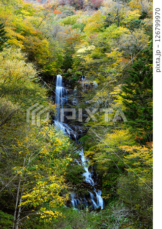 紅葉した森と蛇王の滝　日光市の自然 126799970
