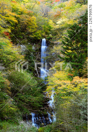 紅葉した森と蛇王の滝　日光市の自然 126799976