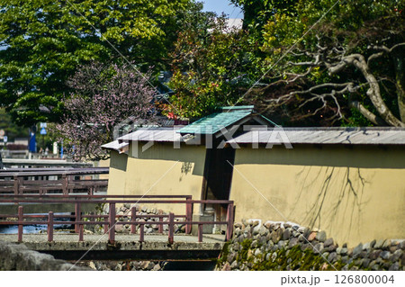 梅が咲く春の長町武家屋敷跡 126800004