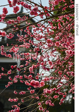 梅が咲く尾山神社 梅が咲く尾山神社 126800038