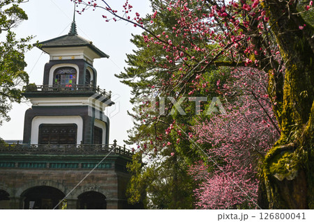 梅が咲く尾山神社 梅が咲く尾山神社 126800041