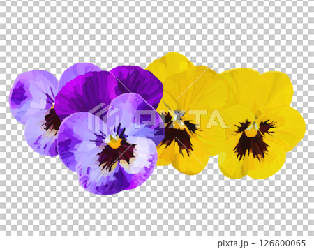 パンジー（花びら） 126800065