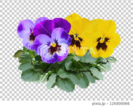 Pansy (petals and leaves) 126800066