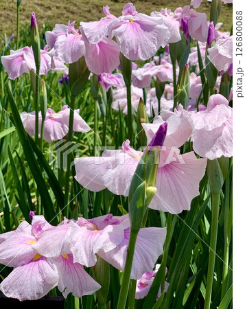 満開の花菖蒲(ピンク)〈東公園花菖蒲園/愛知県岡崎市〉 満開の花菖蒲(ピンク)〈東公園花菖蒲園/愛知県岡崎市〉 126800088