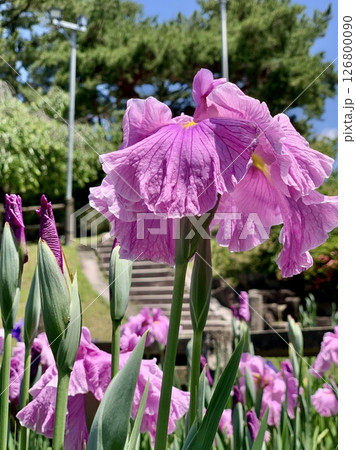 五月晴れの青空と新緑に彩られて咲き誇る花菖蒲(ピンク)〈東公園花菖蒲園/愛知県岡崎市〉 五月晴れの青空と新緑に彩られて咲き誇る花菖蒲(ピンク)〈東公園花菖蒲園/愛知県岡崎市〉 126800090