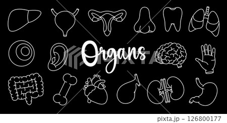 Human organs outline set. Heart, kidneys, gallbladder, intestines, tooth, brain, lungs, stomach, liver. Human internal organ anatomy. 126800177