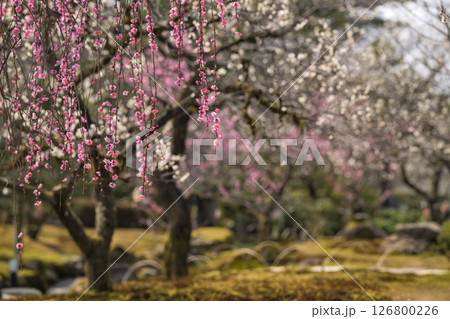 梅が満開の兼六園の春 126800226