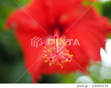 赤い花 126800238