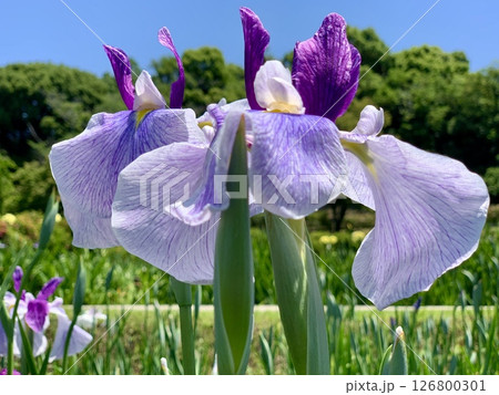 五月晴れの青空と新緑に囲まれ見頃を迎えた花菖蒲二輪〈東公園花菖蒲園/愛知県岡崎市〉 五月晴れの青空と新緑に囲まれ見頃を迎えた花菖蒲二輪〈東公園花菖蒲園/愛知県岡崎市〉 126800301