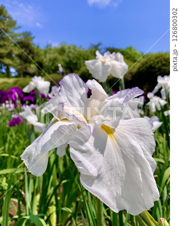 五月晴れの青空と新緑に彩られて咲き誇る花菖蒲(白色)〈東公園花菖蒲園/愛知県岡崎市〉 126800302