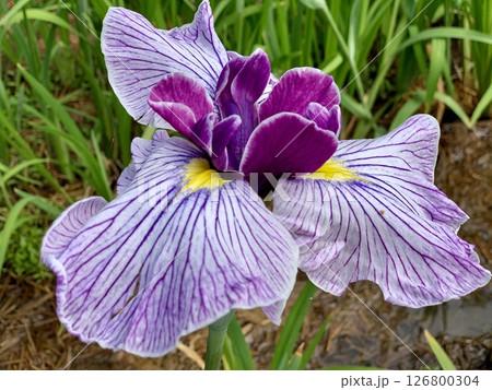 満開の花菖蒲一輪(紫色)クローズアップ〈東公園花菖蒲園/愛知県岡崎市〉 満開の花菖蒲一輪(紫色)クローズアップ〈東公園花菖蒲園/愛知県岡崎市〉 126800304