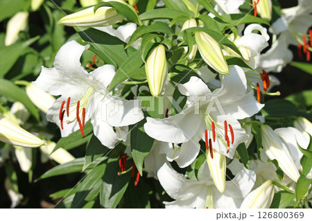 札幌花名所 百合が原公園 フラワーパーク 札幌花名所 百合が原公園 フラワーパーク 126800369