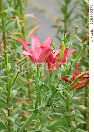 札幌花名所　百合が原公園　フラワーパーク 126800373