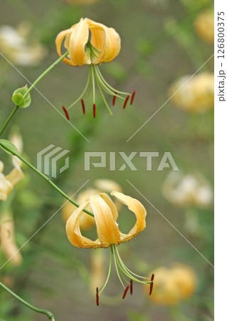 札幌花名所　百合が原公園　フラワーパーク 126800375