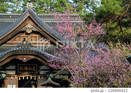 梅が咲く尾山神社 126800422