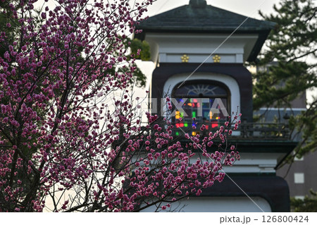 梅が咲く尾山神社 126800424