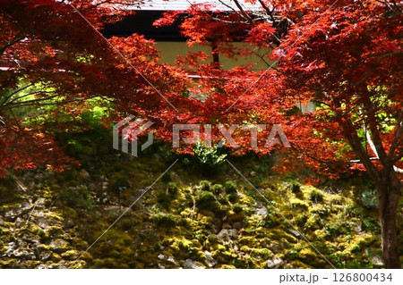 玉雲寺のノムラカエデ 玉雲寺のノムラカエデ 126800434