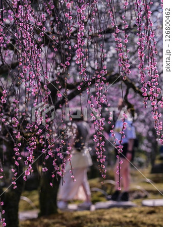 梅が満開の兼六園の春 126800462