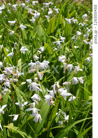 長居植物園の白花シラン 長居植物園の白花シラン 126800488