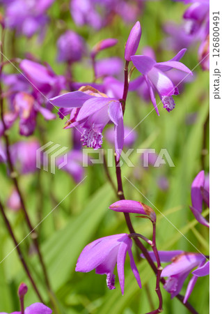長居植物園の白花シラン 126800491