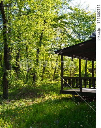 ウッドデッキから望む静かな新緑の高原 ウッドデッキから望む静かな新緑の高原 126800531