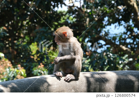 Monkey holding grass picture of a long-tailed monkey holding glasses. The scientific name for this monkey is Macaca fascicularis. Monkey holding grass picture of a long-tailed monkey holding glasses. The scientific name for this monkey is Macaca fascicularis. 126800574