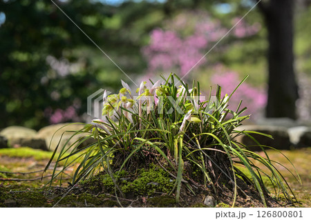 春蘭が咲く兼六園の春 126800801