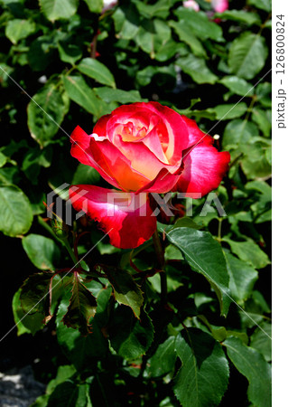 長居植物園のダブル・デライト 長居植物園のダブル・デライト 126800824