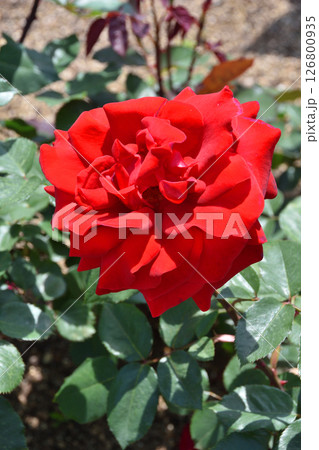 長居植物園のカルテンツァウバー 126800935