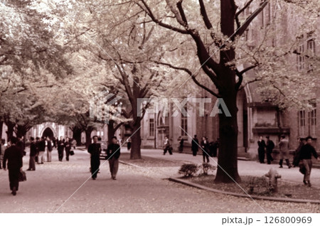 古写真　1956年　東京　東京大学本郷キャンパスの銀杏並木 126800969