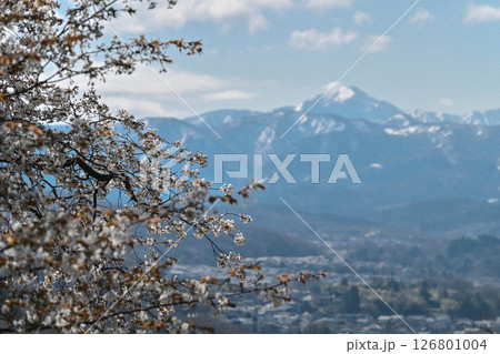 残雪の山を背景に桜咲く金沢 126801004