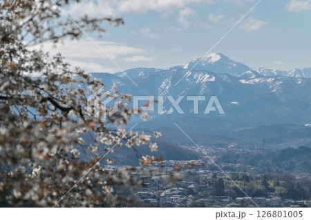 残雪の山を背景に桜咲く金沢 126801005
