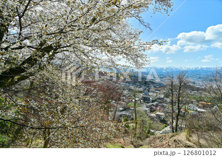 残雪の山を背景に桜咲く金沢 126801012