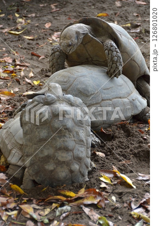 カメの本能的な行動 126801020