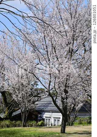 青空が広がる桜満開の金沢城公園 青空が広がる桜満開の金沢城公園 126801051