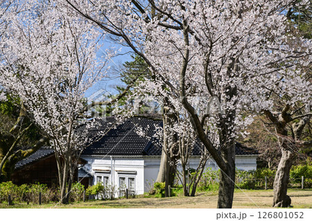 青空が広がる桜満開の金沢城公園 青空が広がる桜満開の金沢城公園 126801052