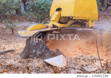 Tree stump grinder is actively removing tree stump in forested area, creating sawdust debris around. 126801199