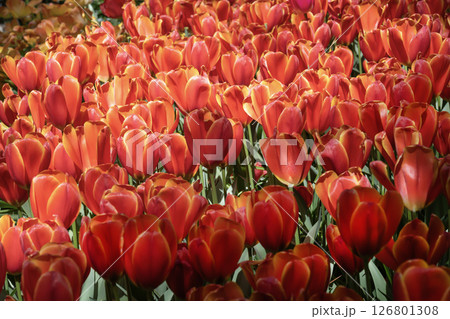 キューケンホフ公園のチューリップ畑/オランダ キューケンホフ公園のチューリップ畑/オランダ 126801308