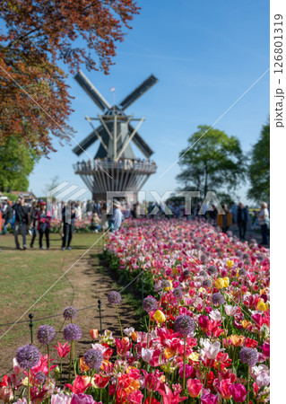 キューケンホフ公園のチューリップ畑／オランダ 126801319