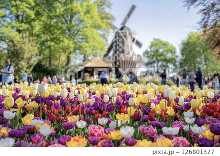 キューケンホフ公園のチューリップ畑/オランダ キューケンホフ公園のチューリップ畑/オランダ 126801327