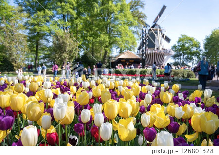 キューケンホフ公園のチューリップ畑／オランダ 126801328