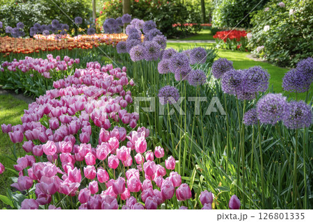 キューケンホフ公園のチューリップ畑／オランダ 126801335